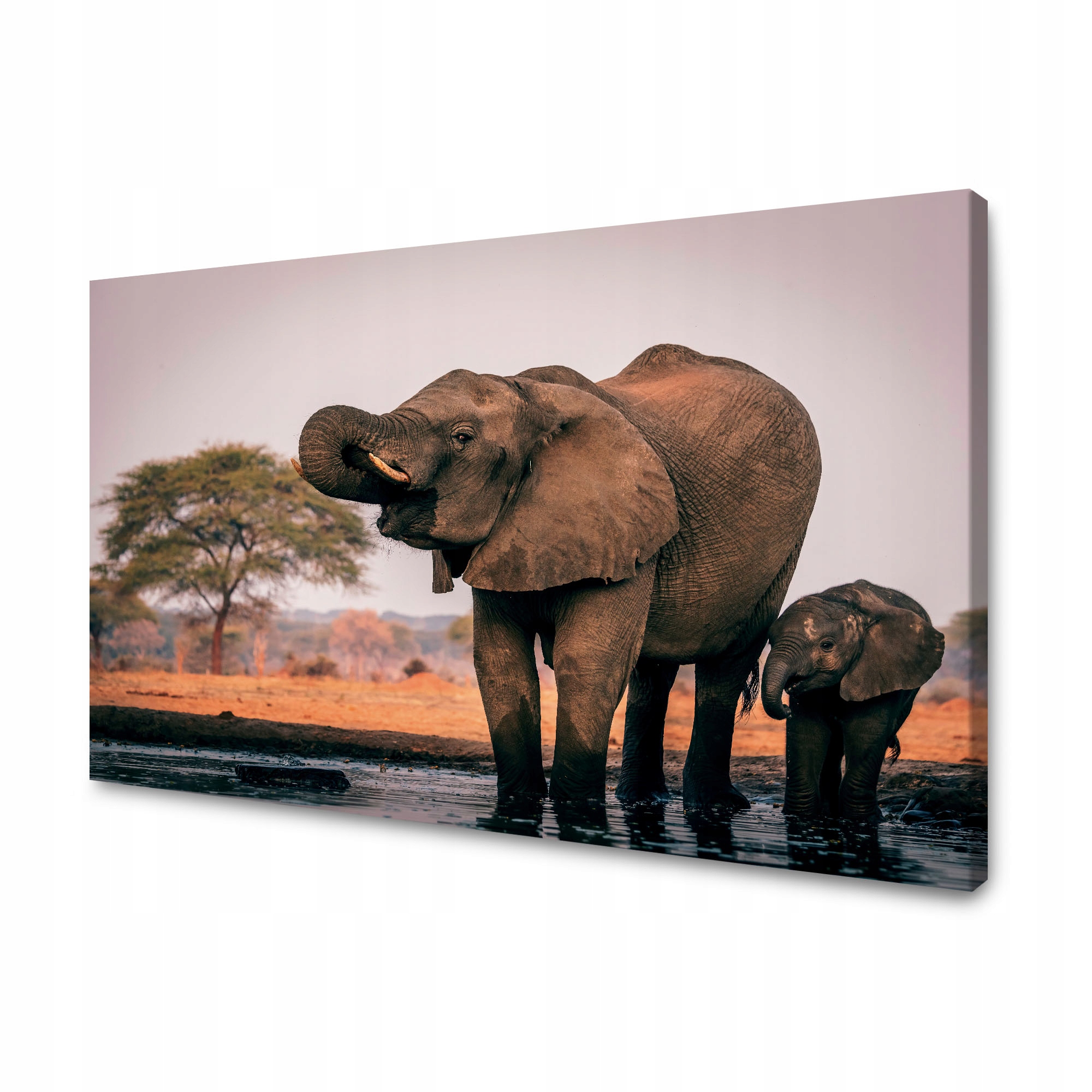 Obraz na plátně Sloni ve vodě Afrika Příroda 90x60 cm Ideální jako dárek