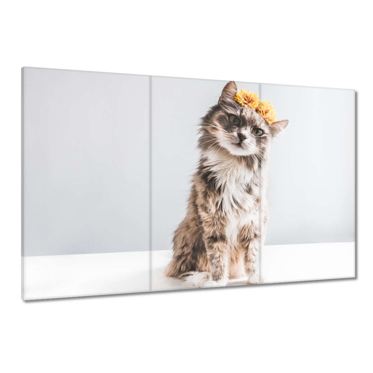 Obrazy 120x80 Kočka Kočky Kočka