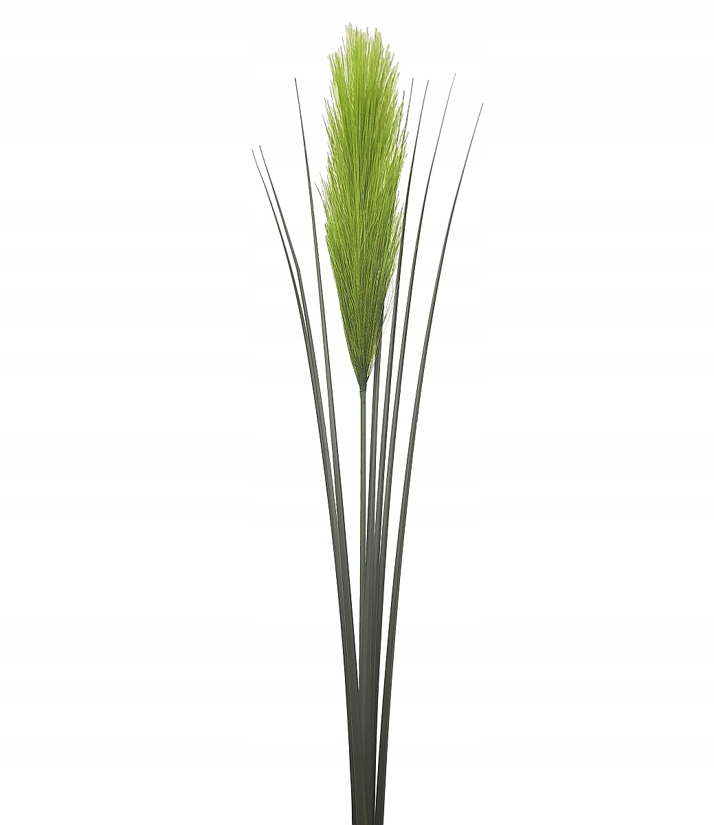 

Pampas Trawa Pampasowa Zielona Wiązka 75cm