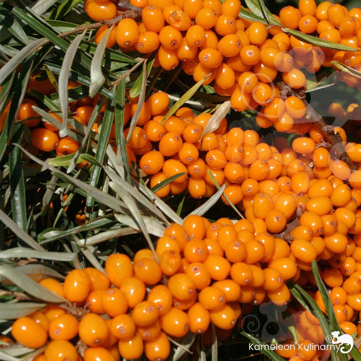 OLEJ ROKITNIKOWY Z ROKITNIKA Organic Oils tłoczony na zimno 250ml 0,25L EAN (GTIN) 5903949730289