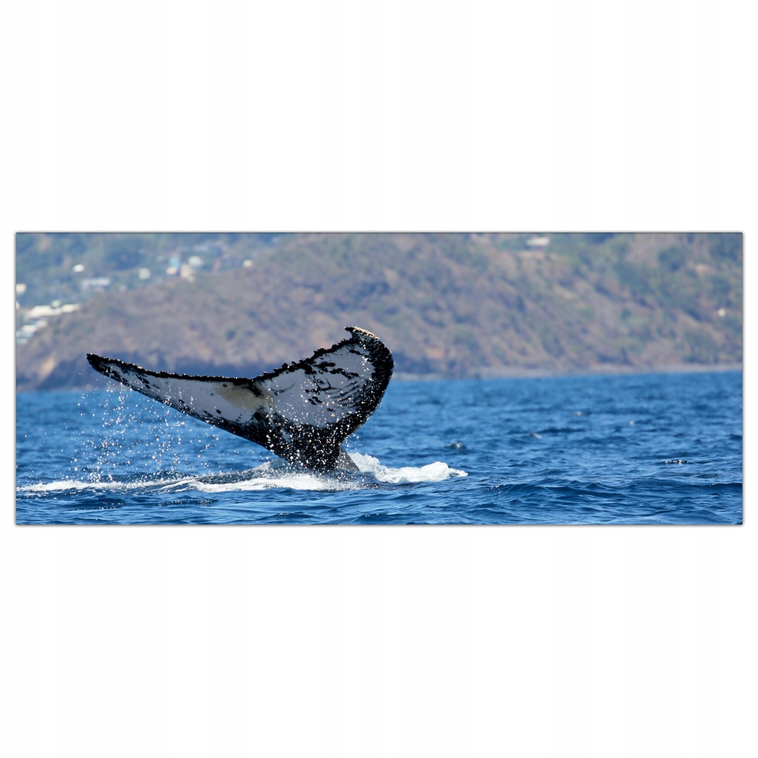 

Obraz na szkle Foto Tropiki Ocean Wieloryb 125x50