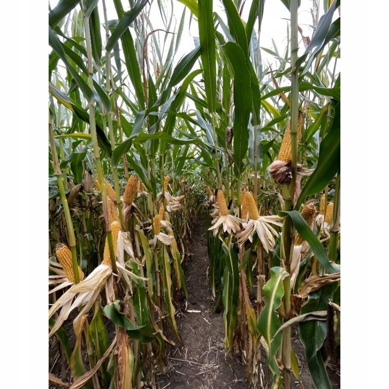 Nasiona Kukurydzy Kukurydza Alabama Fao 240 z/k