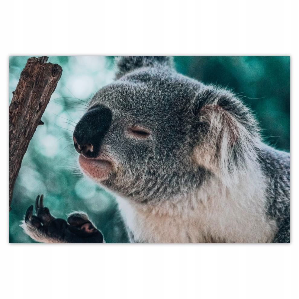 

Plakat 93x62 Zwierzęta Zwierzątka