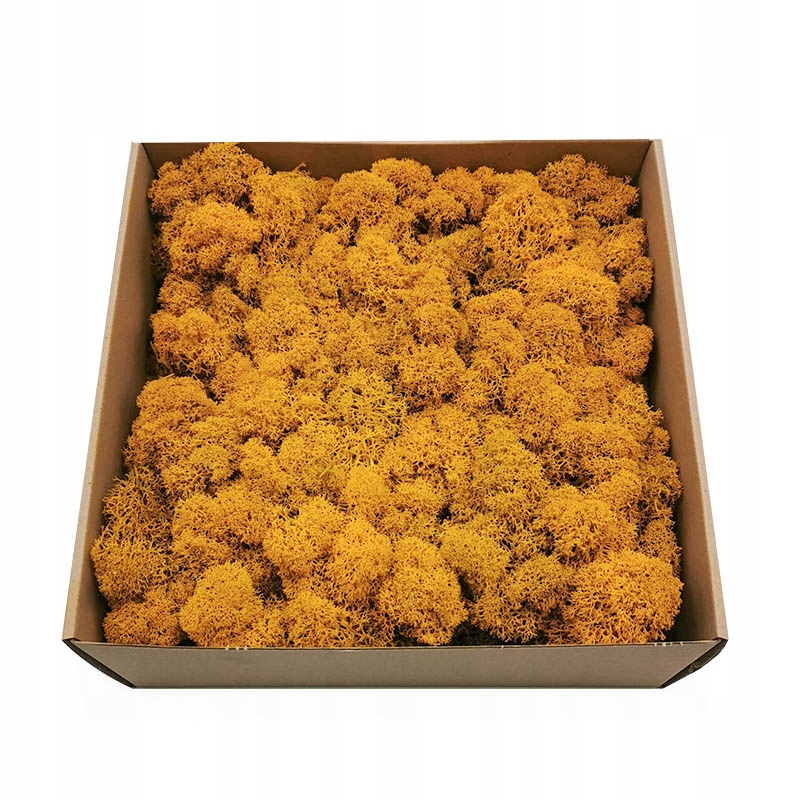 

250g netto Mech Chrobotek reniferowy Oczyszczony