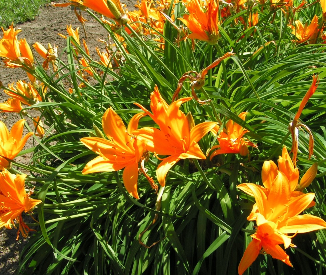 LILIOWIEC NISKI - CZYSTO POMARAŃCZOWY - MAŁO SPOTYKANY