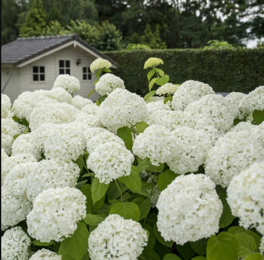 Гортензия сильная Аннабель гигантские белые шарики саженцы 1л