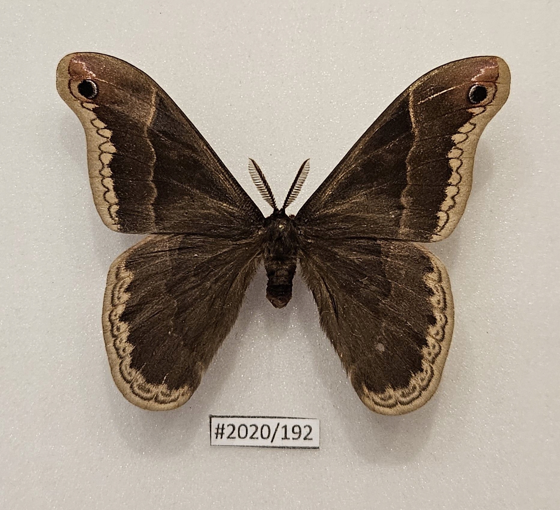 Callosamia promethea samiec .