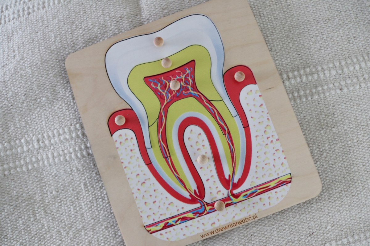 

drewniane puzzle budowa Zęba Ząb Montessori