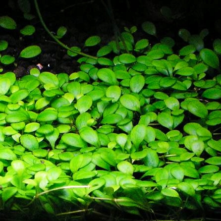 Glossostigma elatinoides - RA koszyk XXL