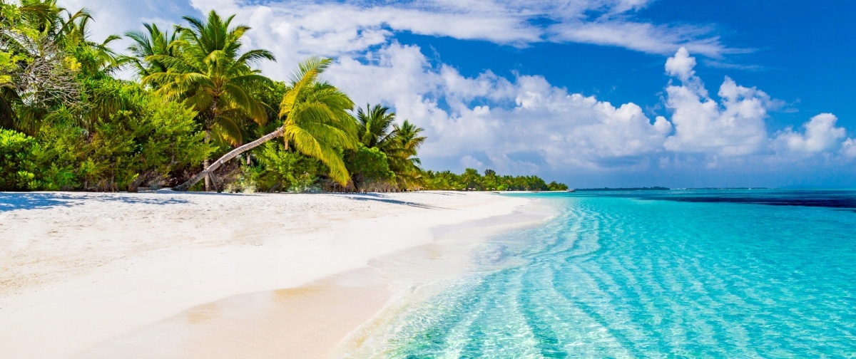 

Fototapeta Flizelinowa Plaża Palmy 250x104