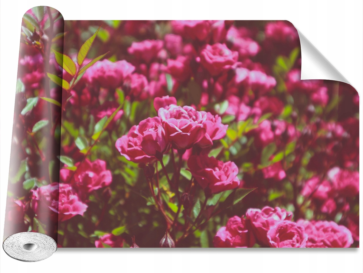 

Fototapeta Samoprzylepna Róże Różowy 312x219