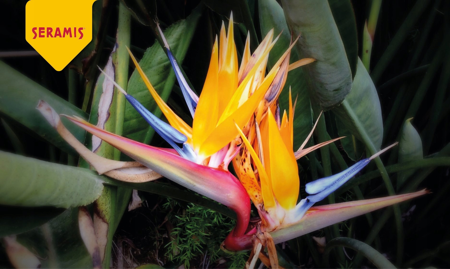 SERAMIS ZIEMIA STRELICJI MONSTERY ALOKAZJI FIKUSA Rodzaj inna