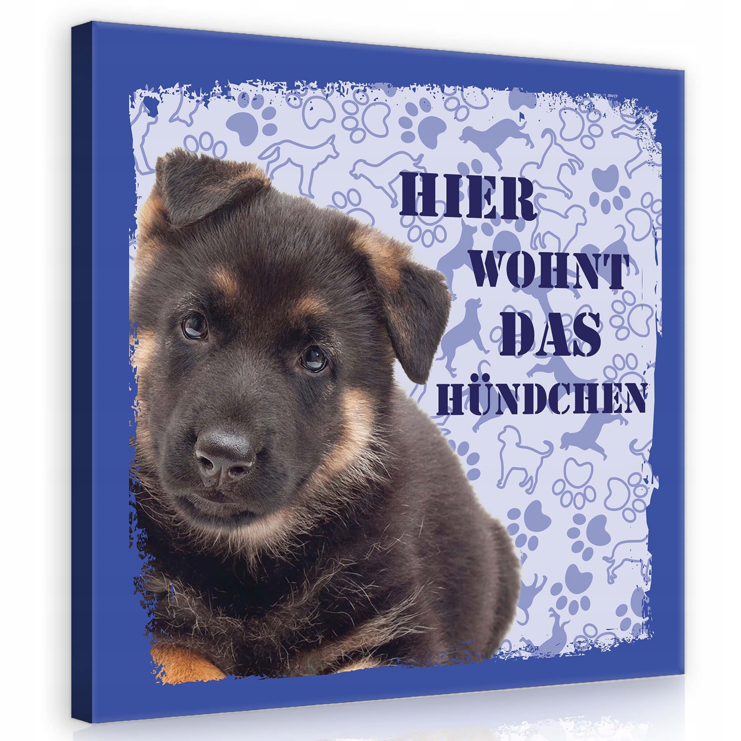 Obraz 80x80 Štěňátko německý ovčák sladký pes roztomilé domácí zvíře