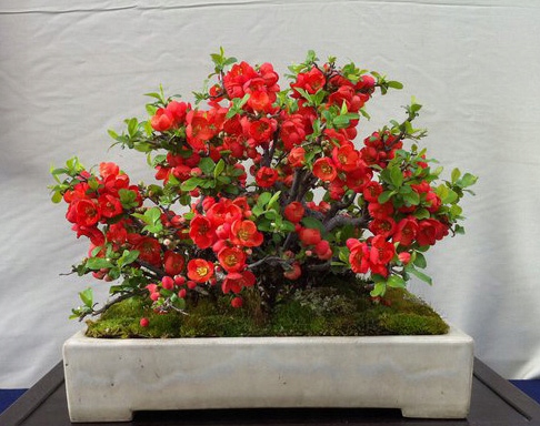 Japońskie Drzewko - Rośliny ogrodowe - Największy wybór roślin