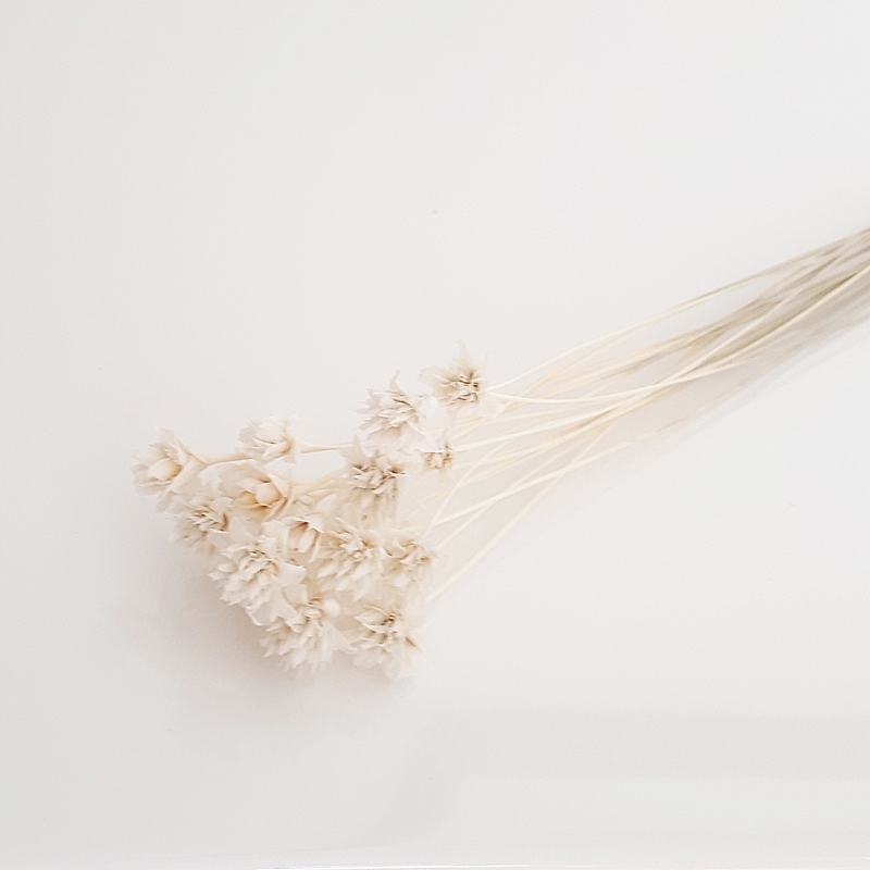 Hill flower biały kwiaty suszone Miła Odmiana