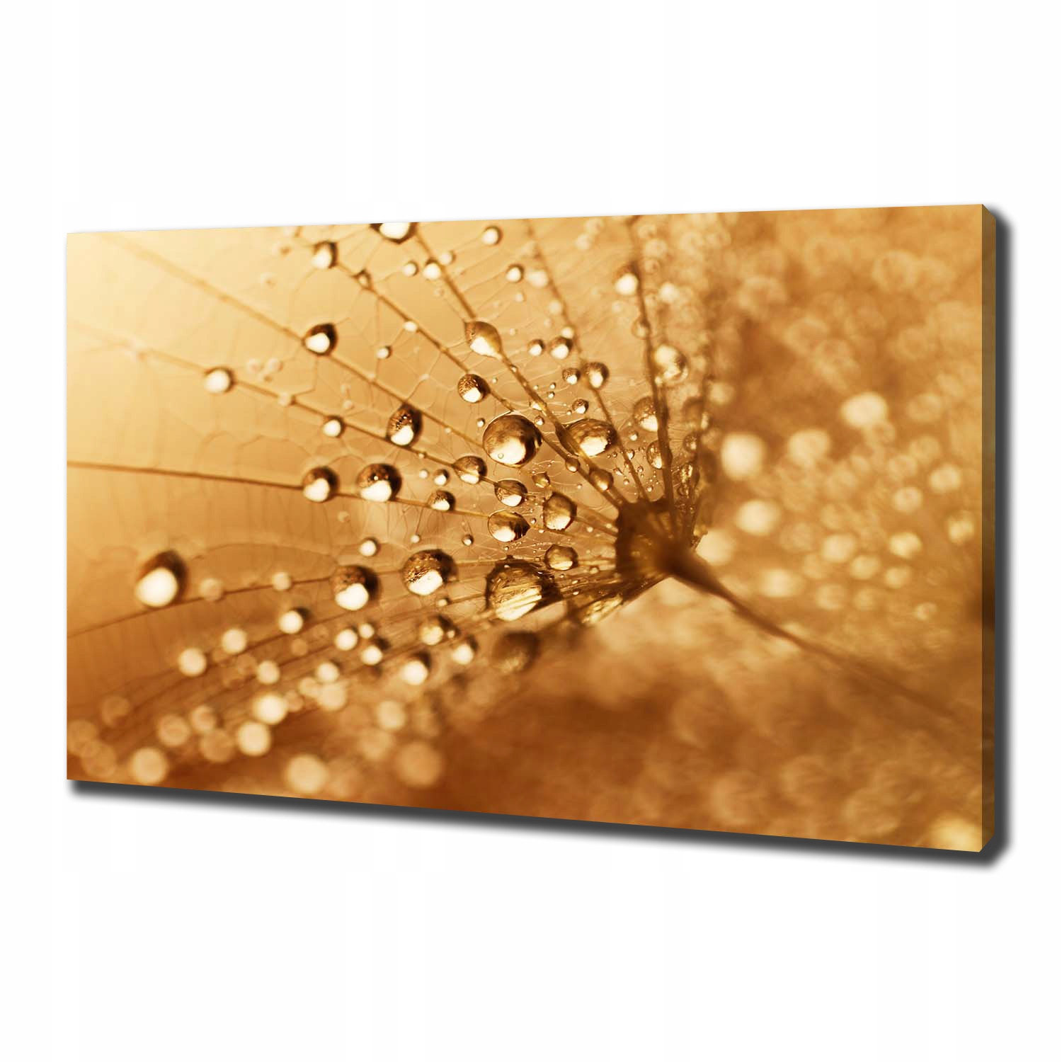 

Foto obraz canvas na ścianę Dmuchawiec 100x70 cm