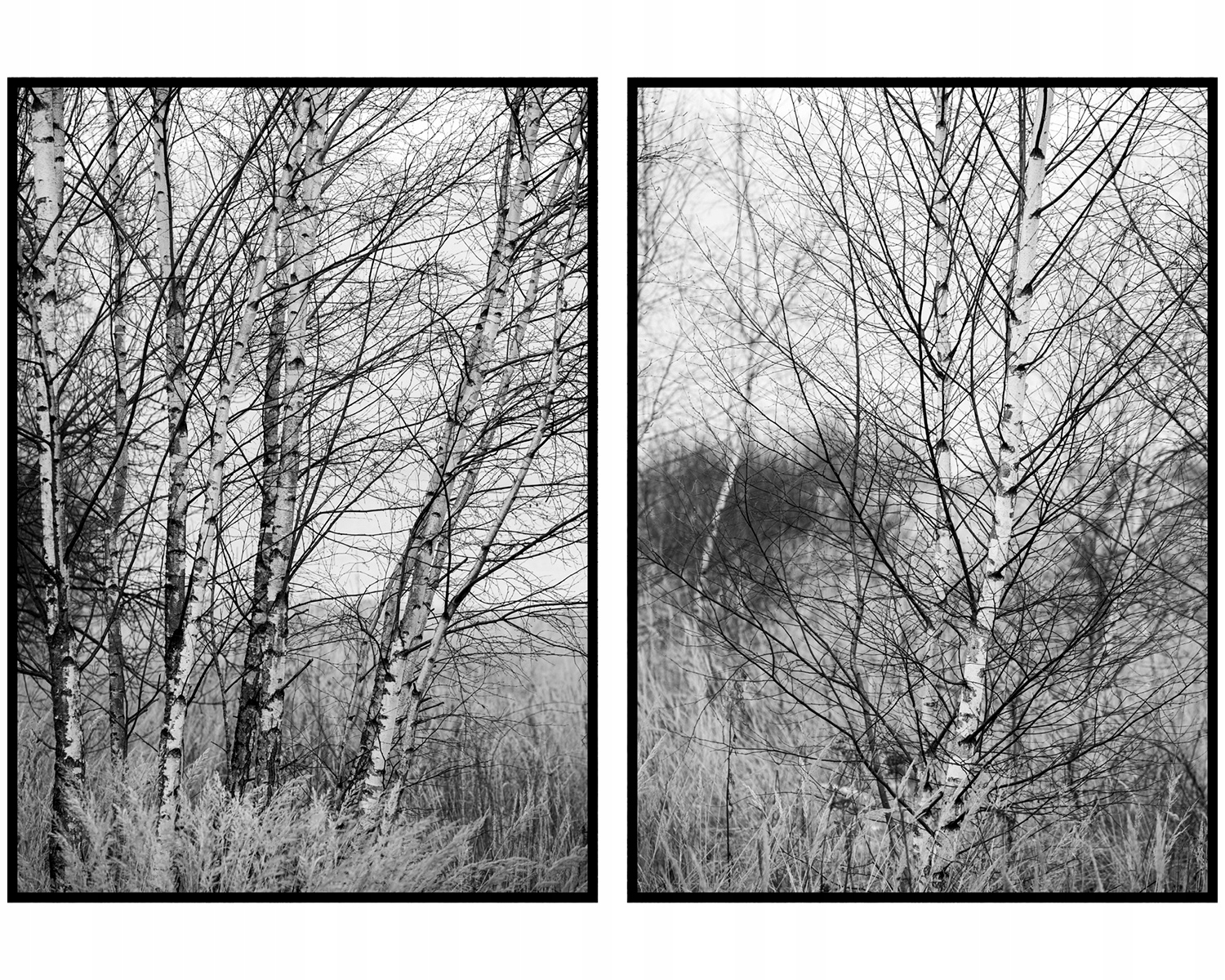 Plagáty na stenu čiernobiele stromy 2x 70x100 cm