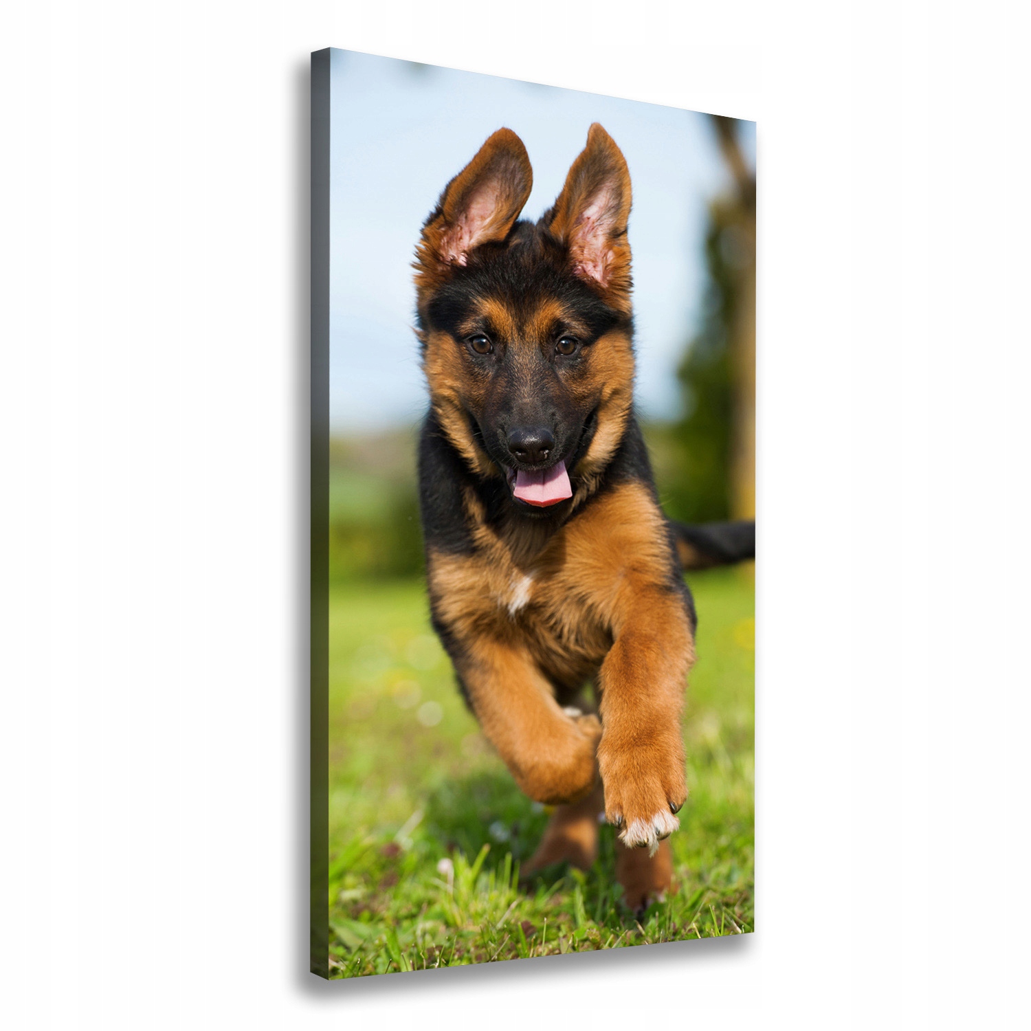 

Foto obraz na płótnie Owczarek niemiecki 50x100 cm
