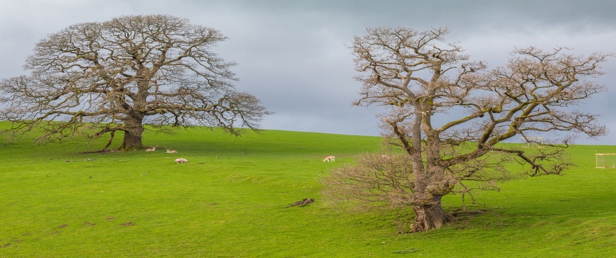 

Tapeta flizelinowa Jelenie - 250x104