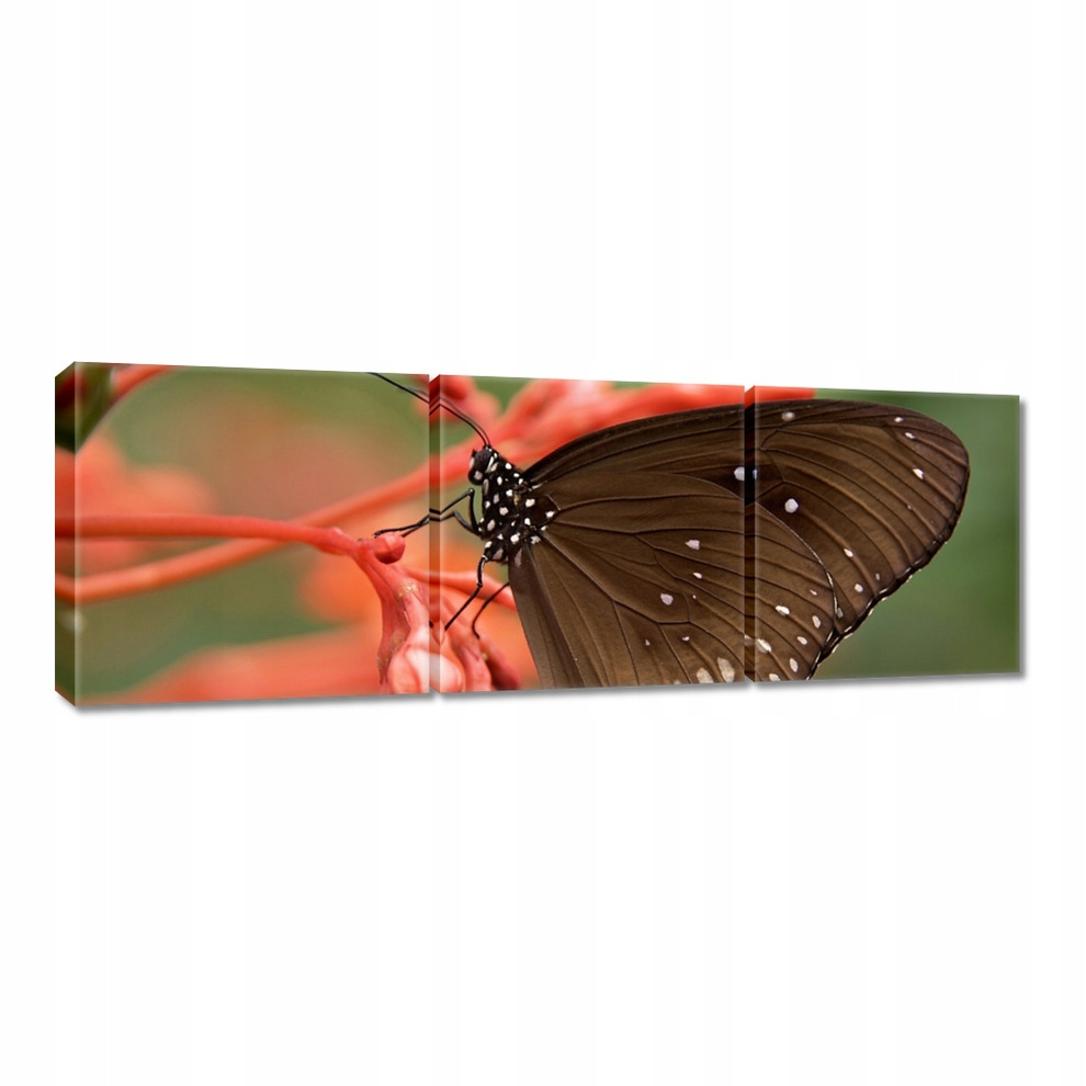 

Obrazy 60x20 Brązowy motyl