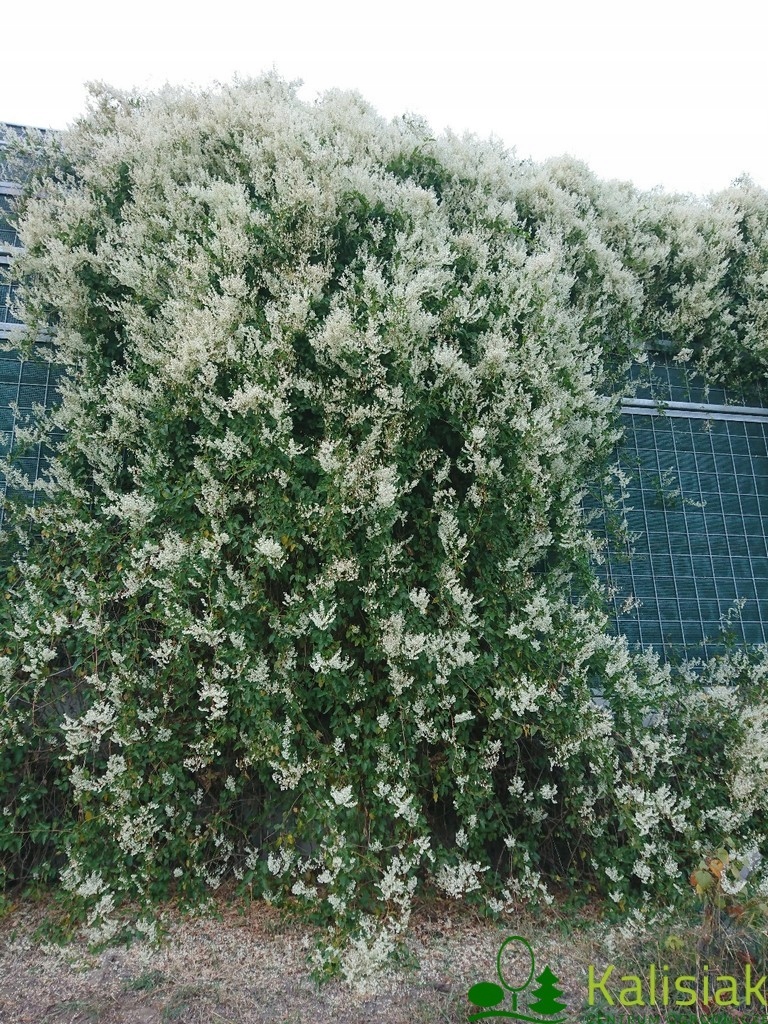 Fallopia aubertii спорыш обер 60-80 см 2л