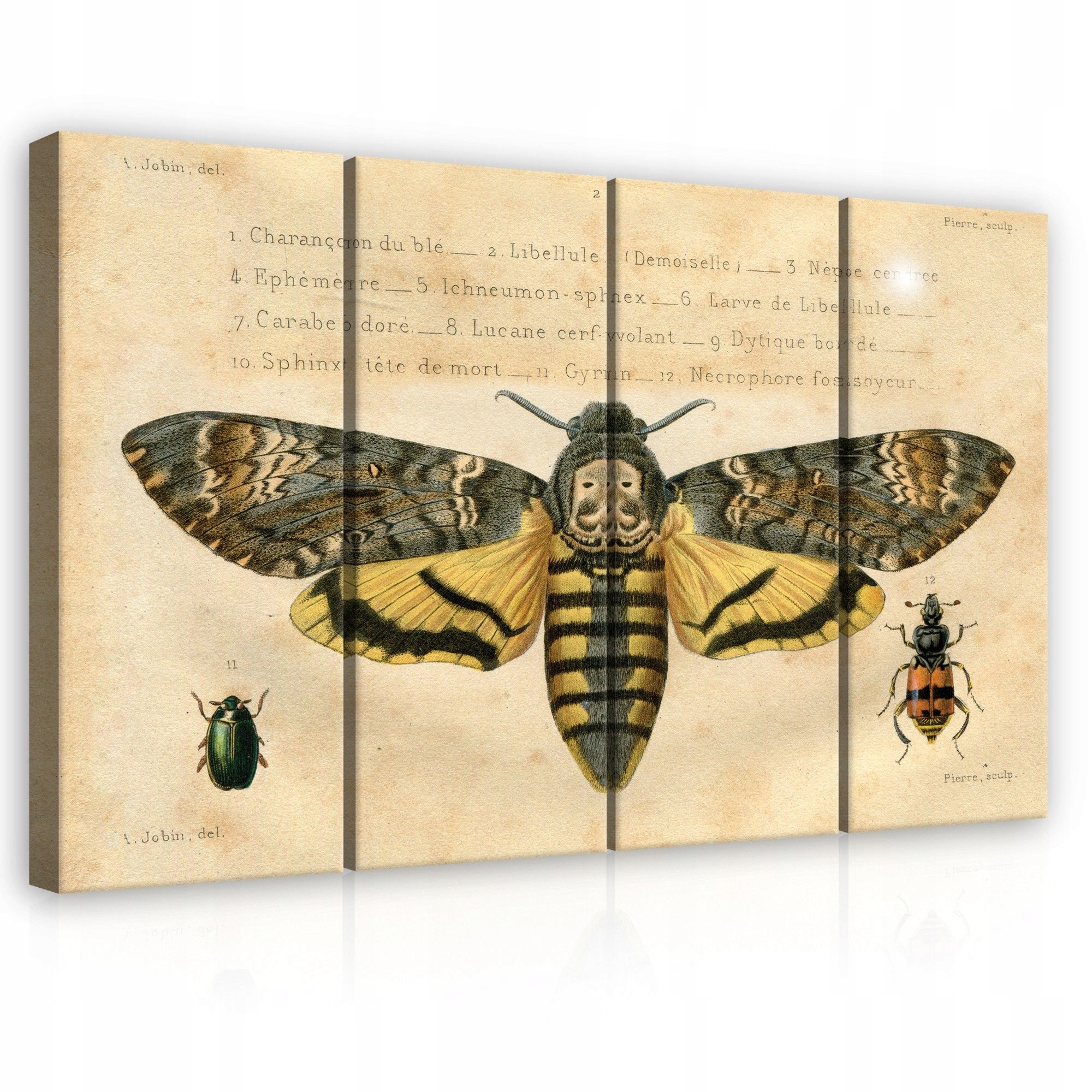 Obraz 120x80 Vintage vědecká ilustrace hmyz motýl smrt hlavička brouka