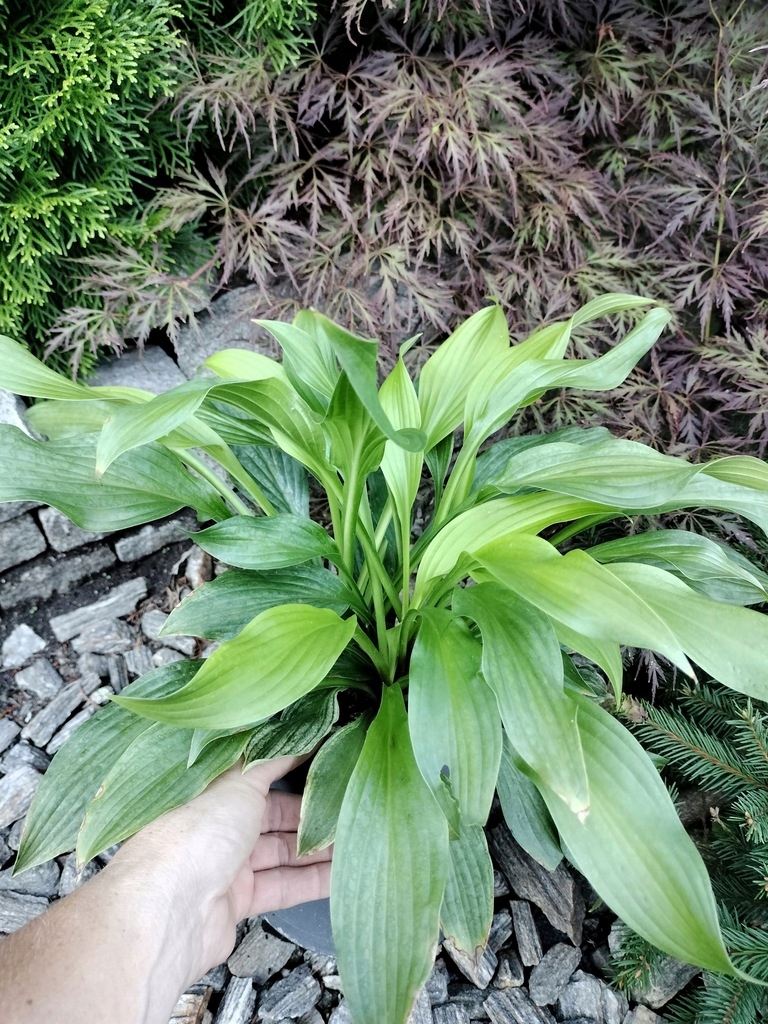 Funkia Hosta 'White Feather' duża sadzonka XXL- 2L Nazwa łacińska hosta