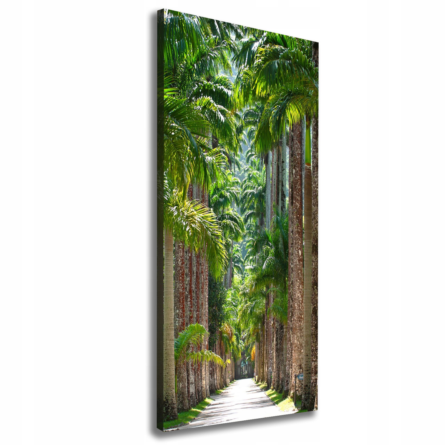 

Foto-obraz zdjęcie na płótnie Palmy 50x125 cm