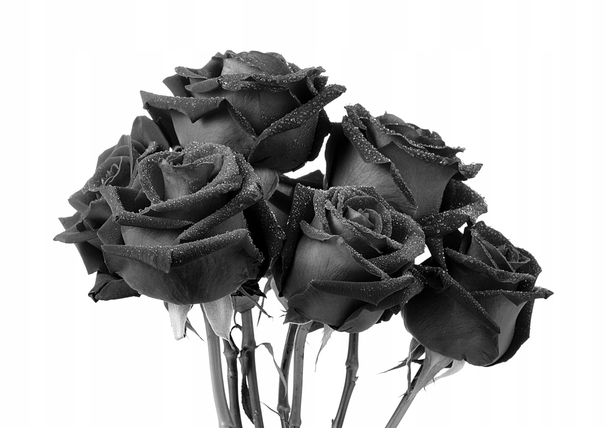 

Tapeta flizelinowa Czarne róże 208x146