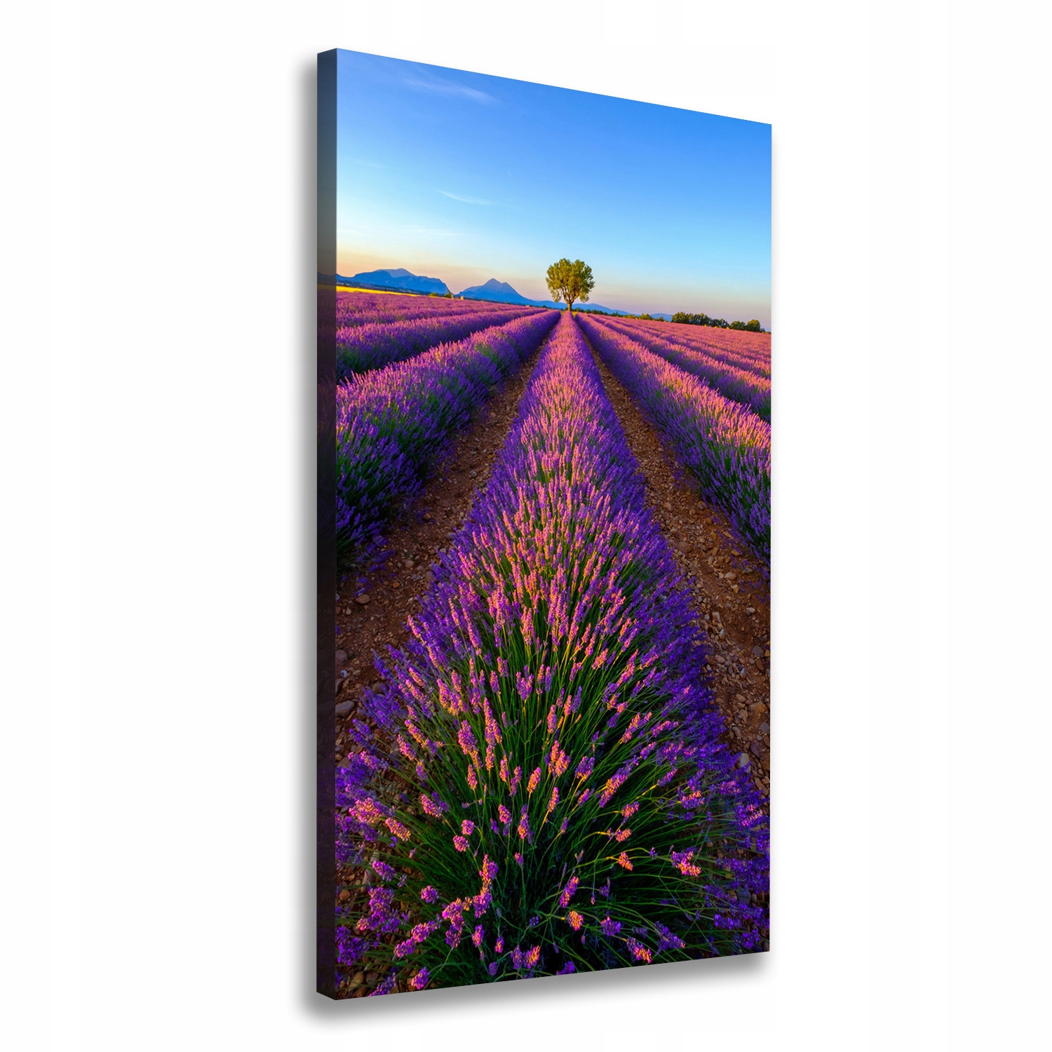 

Foto obraz canvas do salonu Pole lawendy 70x140