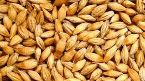 

Jęczmień całe ziarno pasza dla kur gołębi 20kg