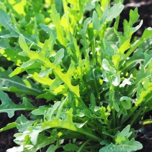 RUKOLA DZIKA WIELOLETNIA NASIONA PIKANTNE LIŚCIE RUKOLI do SAŁATEK 1G