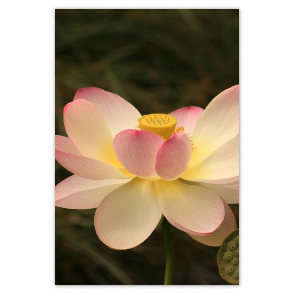 

Plakaty 40x60 Lotos Kwiat lotosu