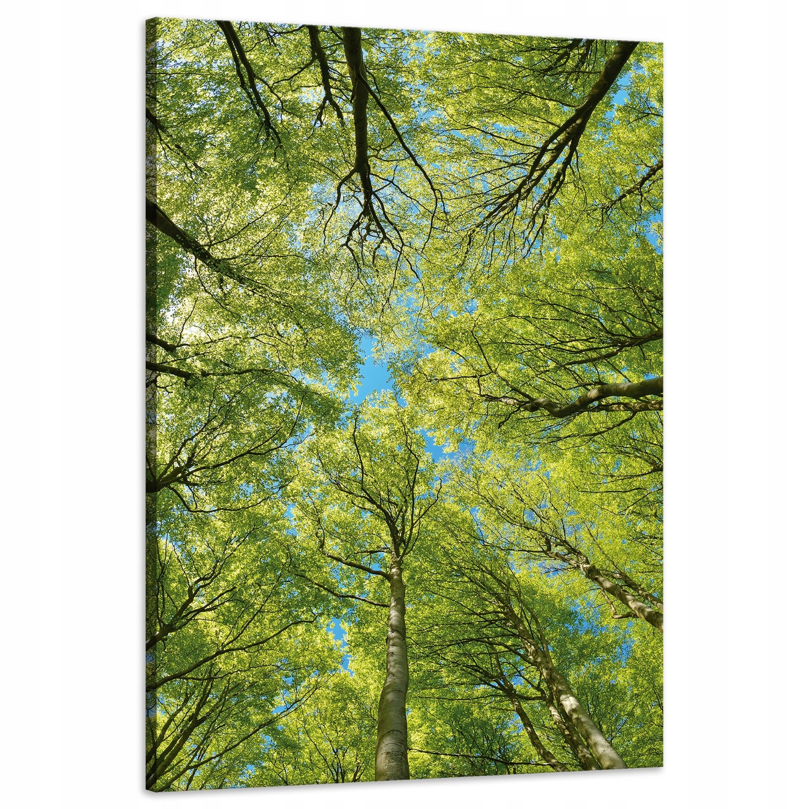 Obraz na plátně Listy Stromy Zeleň Slunce Nebe 60x90 cm