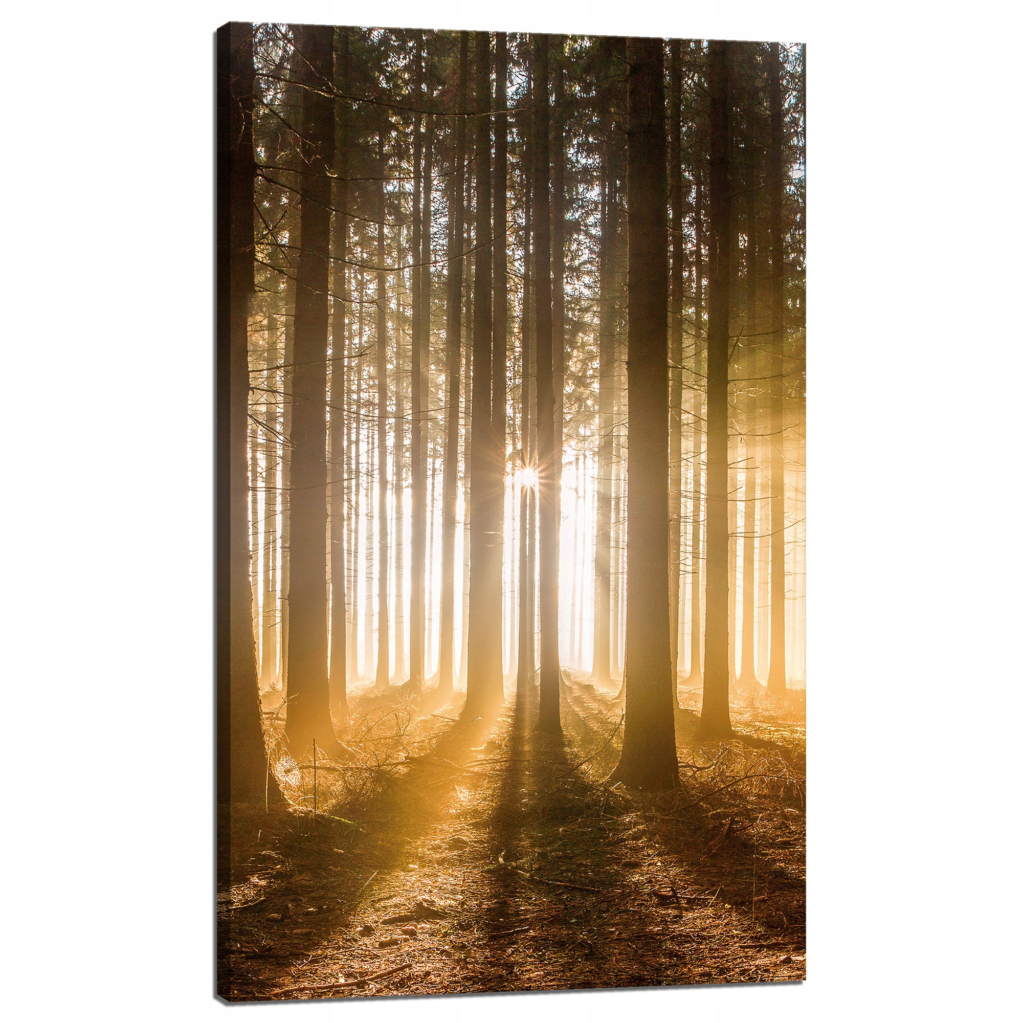 Obraz na plátně Slunce v lese Světlo Stromy 60x100 cm