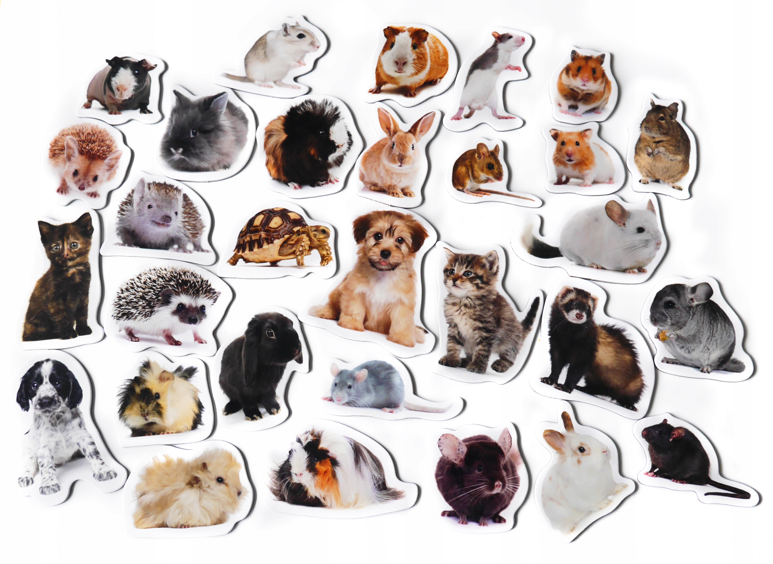 Magnesy na lodówkę poznaję ZWIERZĘTA DOMOWE TEKTURA