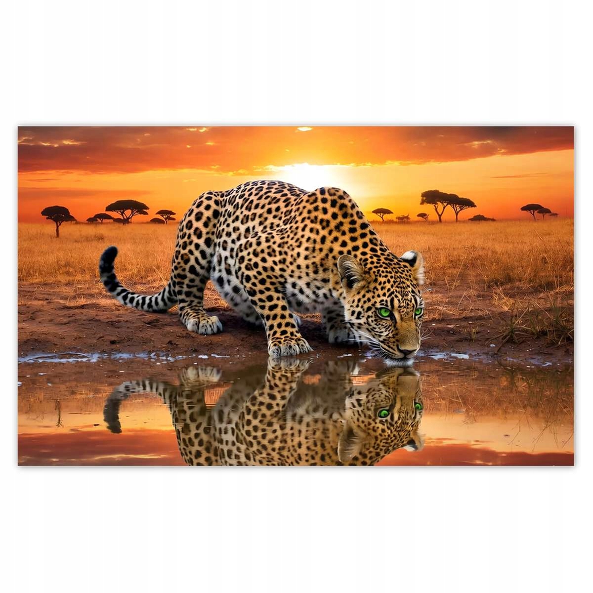 Fototapety 520x318 Na Ścianę Gepard Tygrys Jaguar