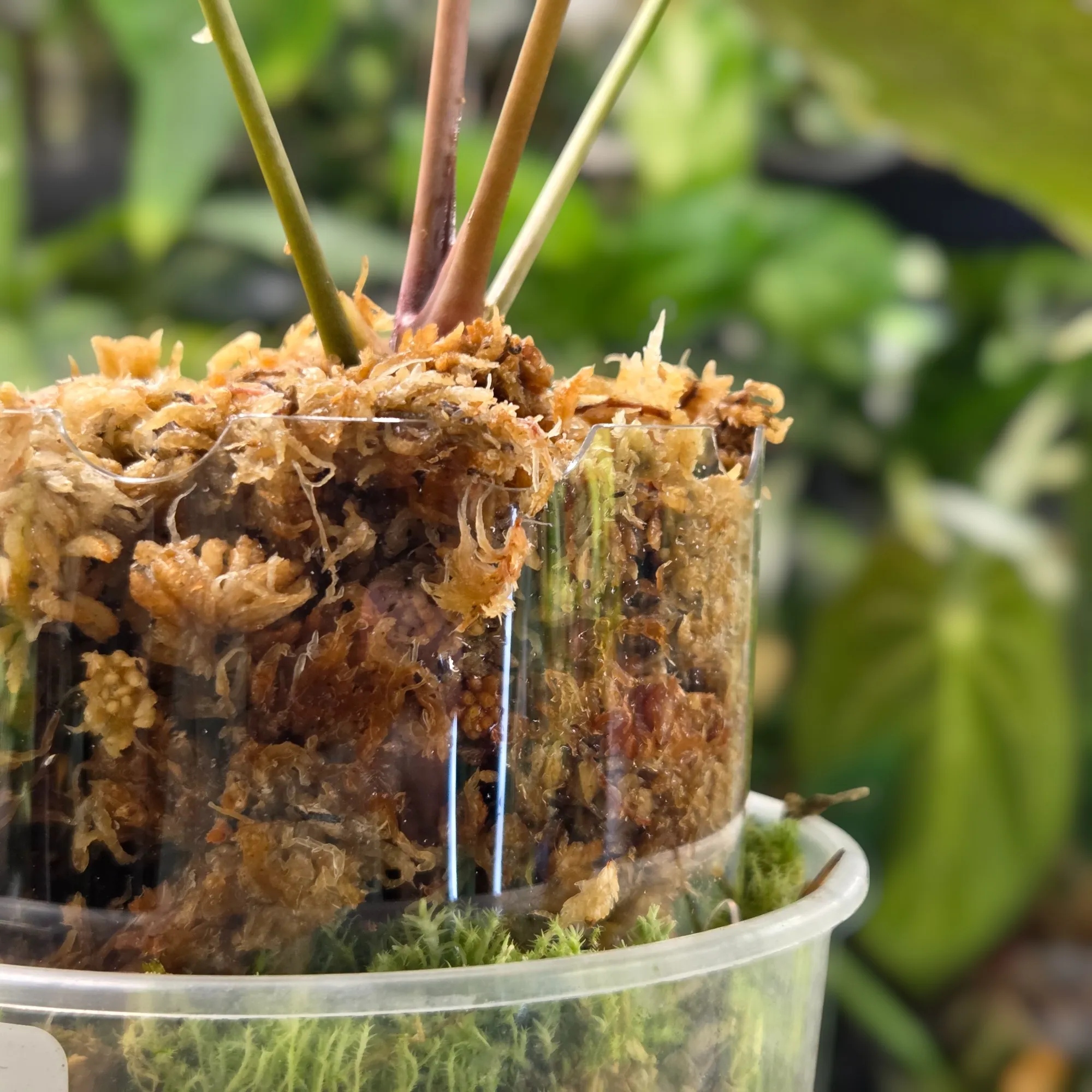 Przezroczysta przedłużka doniczki - pot extender S