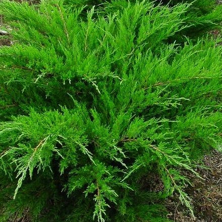 МОЖЖЕВЕЛЬНИК МЯТНЫЙ ДЖУЛЕП БЫСТРО РАСТЕТ ИНТЕНСИВНО ЗЕЛЕНЫЙ