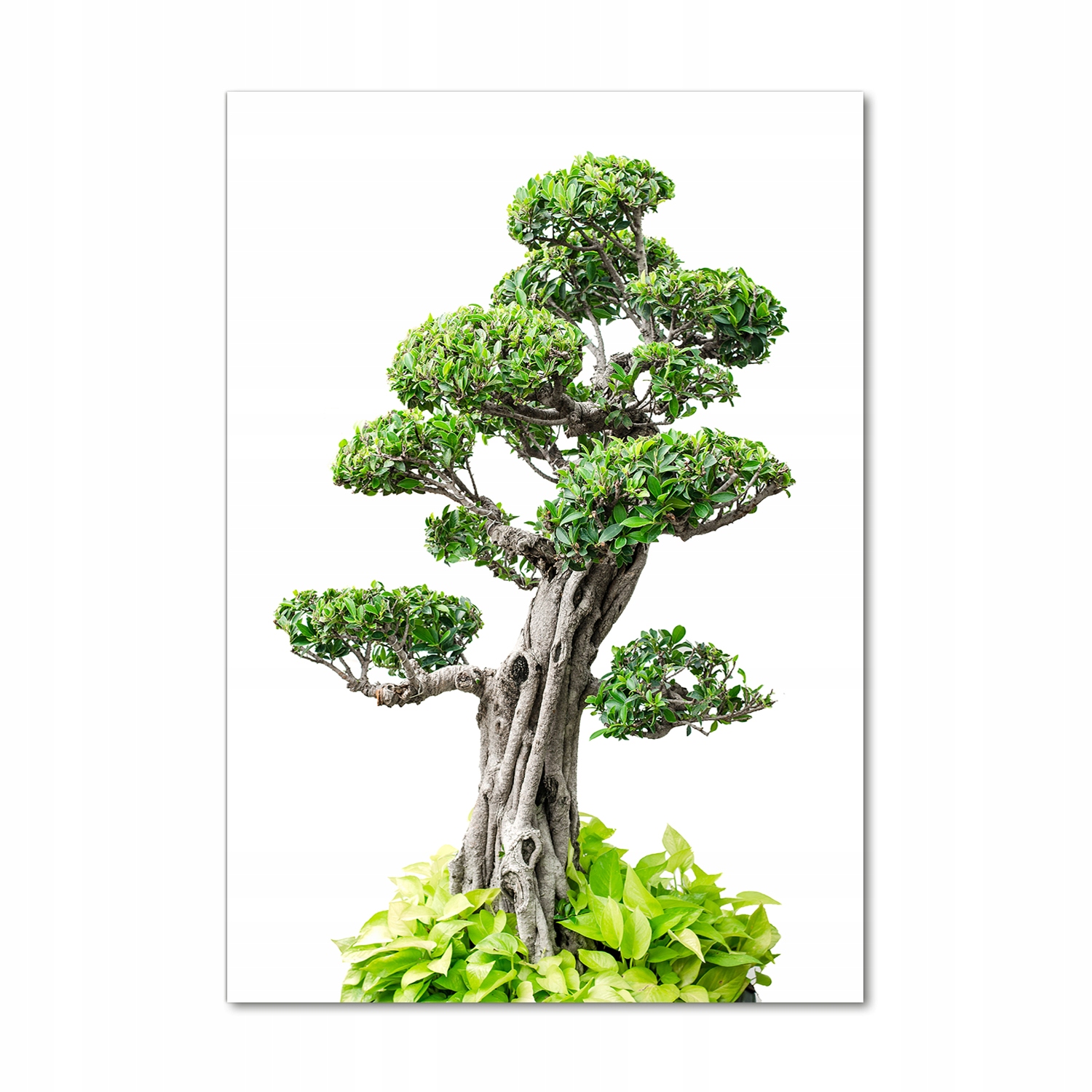 

Foto obraz szkło hartowane Drzewo bonsai 70x100 cm