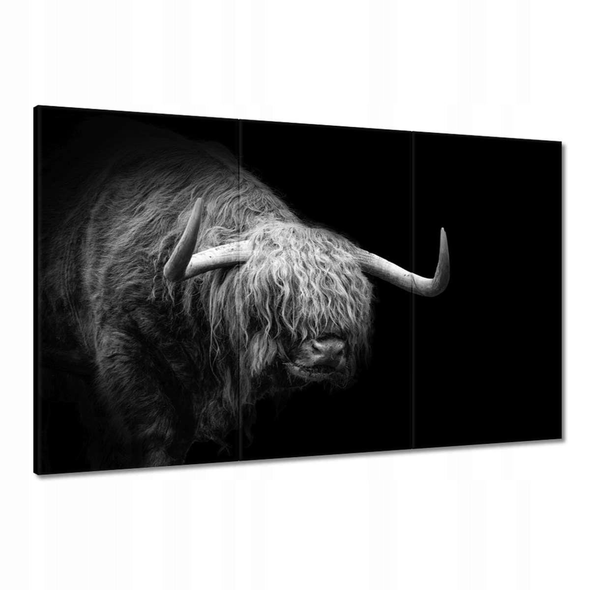 Obrazy 120x80 Skotská kráva a zvíře