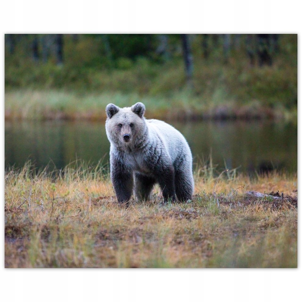 

Plakat 50x40 Zwierzęta Zwierzątka