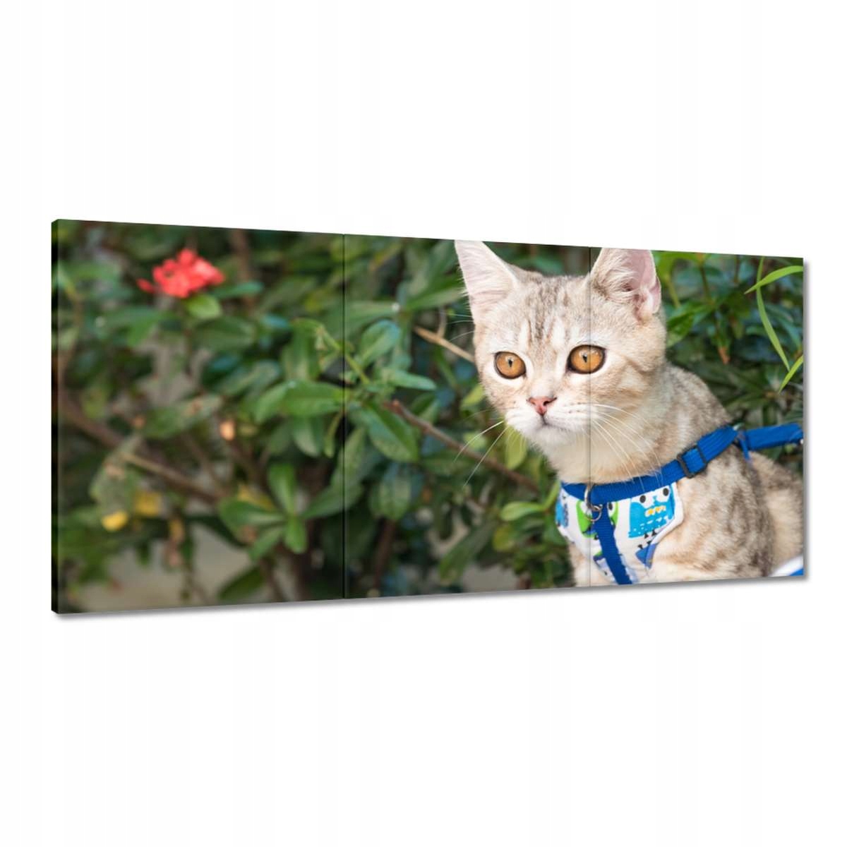 Obrazy 180x90 Mačka Mačky Kicia