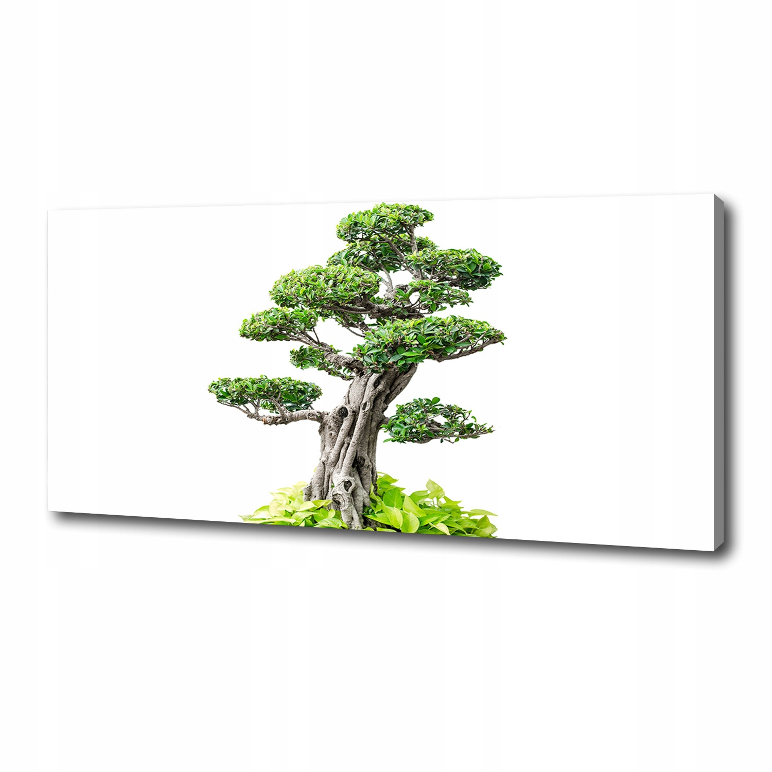 

Foto obraz na płótnie Drzewo bonsai 125x50 cm