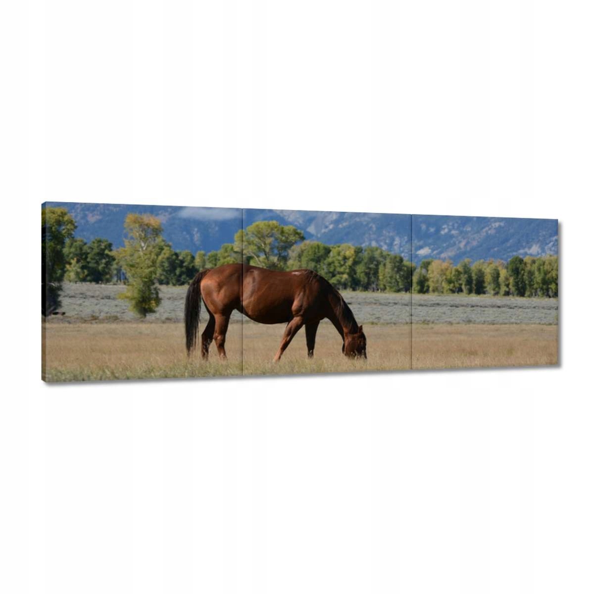 Obrazy 150x50 Kůň na prérii