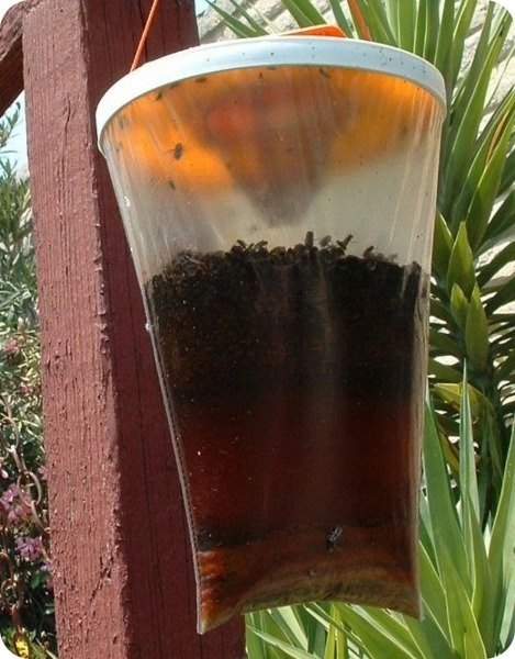 BROS ZAPAS DO WORKA XL Z PRZYNĘTĄ WABIK NA MUCHY Zastosowanie przeciwko muchom