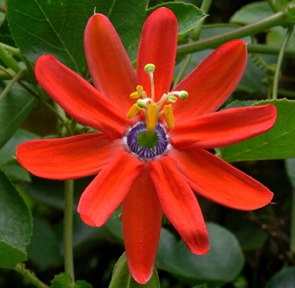ПАССИФЛОРА КРАСНАЯ (PASSIFLORA MANICATA RED) 3 СЕМЕНИ