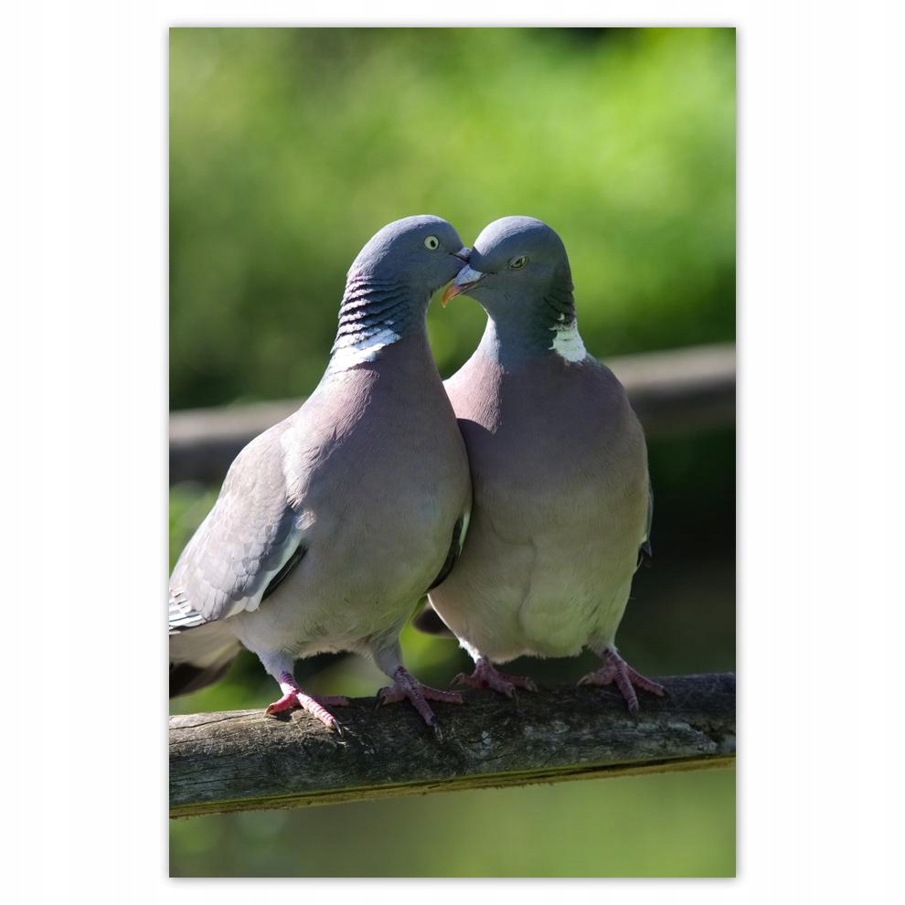 

Plakaty 40x60 Miłość Uczucie Związek