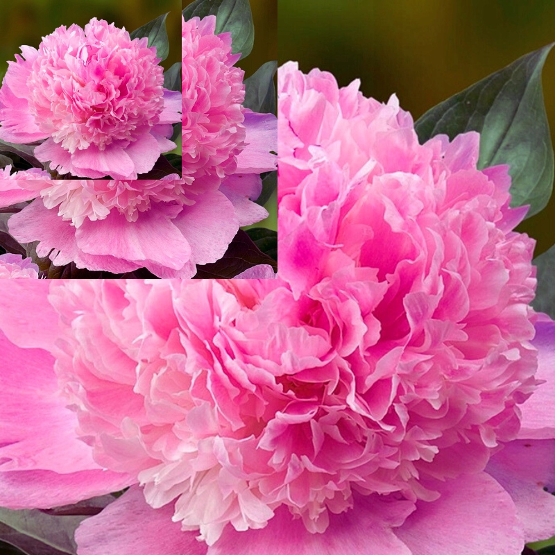 Piwonia Róż Perłowy – Wyjątkowe Kwiaty na Rabaty i Dekoracje