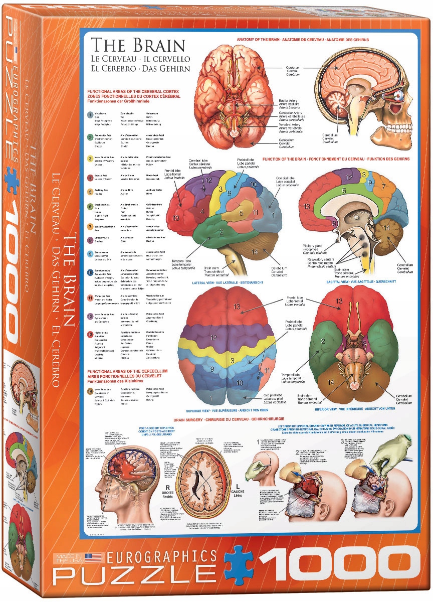

Puzzle Eurographics The Brain Mózg 1000 anatomia
